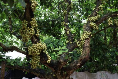Ağaç ve Hasat İçin Lezzetli Baccaurea motleyana