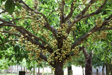 Ağaç ve Hasat İçin Lezzetli Baccaurea motleyana