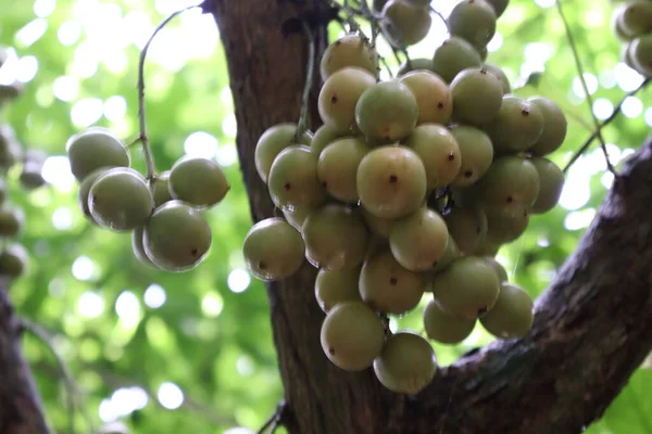 Ağaç ve Hasat İçin Lezzetli Baccaurea motleyana