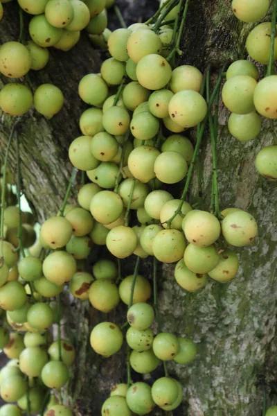Ağaç ve Hasat İçin Lezzetli Baccaurea motleyana