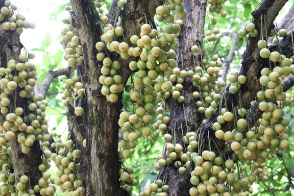 Lekkere Baccaurea Motleyana Boom Voor Oogst — Stockfoto