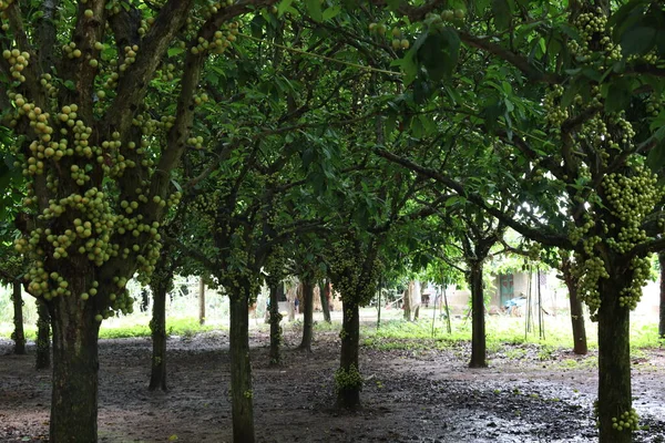 Ağaç ve Hasat İçin Lezzetli Baccaurea motleyana