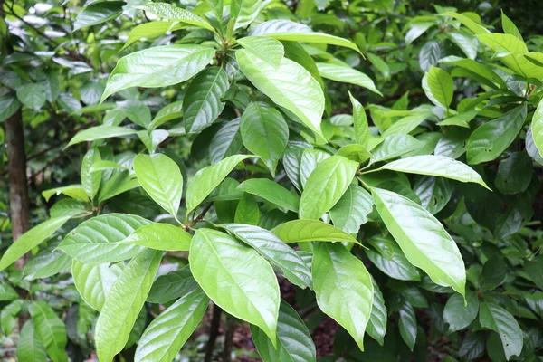 Baccaurea motleyana Ağaç Çiftliği Hasat ve Satış İçin