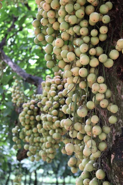 Ağaç ve Hasat İçin Lezzetli Baccaurea motleyana