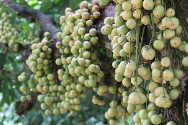 Ağaç ve Hasat İçin Lezzetli Baccaurea motleyana