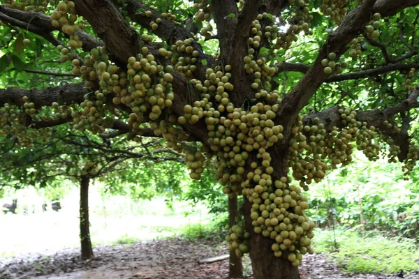 Tasty Baccaurea Motleyana Tree Harvest — Stock Photo, Image