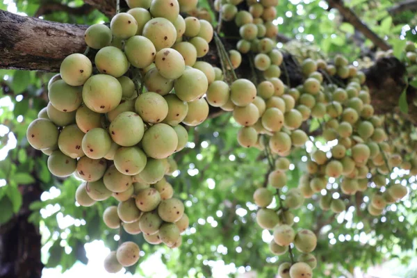 Ağaç ve Hasat İçin Lezzetli Baccaurea motleyana