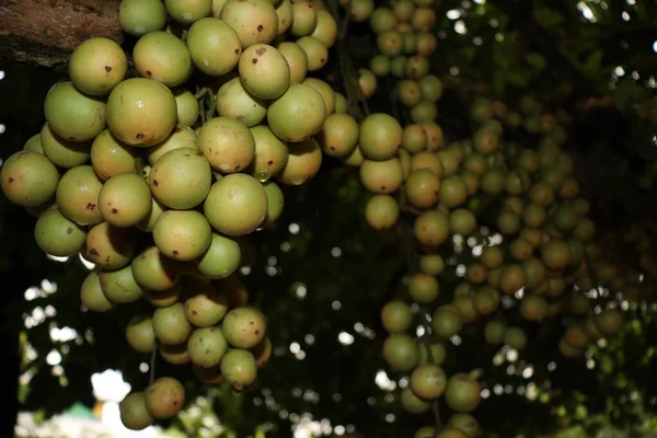 Ağaç ve Hasat İçin Lezzetli Baccaurea motleyana
