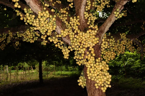 Ağaç ve Hasat İçin Lezzetli Baccaurea motleyana