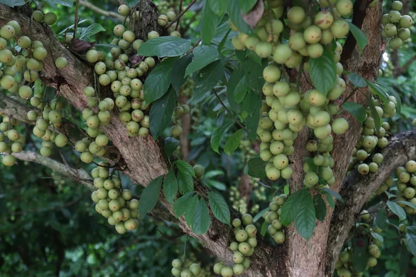 Ağaç ve Hasat İçin Lezzetli Baccaurea motleyana