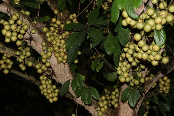 Ağaç ve Hasat İçin Lezzetli Baccaurea motleyana