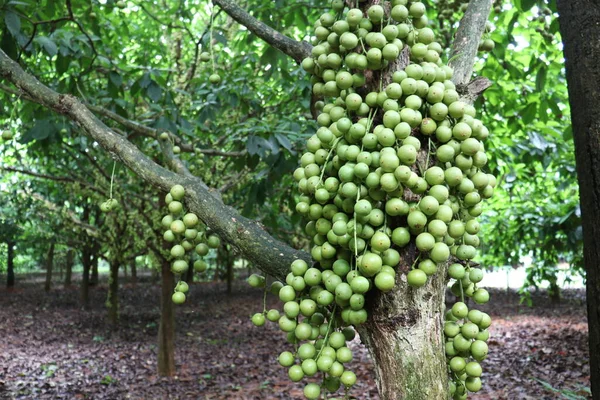 Ağaç ve Hasat İçin Lezzetli Baccaurea motleyana