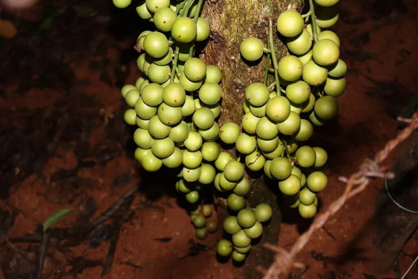 Ağaç ve Hasat İçin Lezzetli Baccaurea motleyana