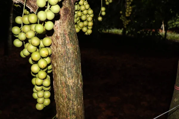 Ağaç ve Hasat İçin Lezzetli Baccaurea motleyana