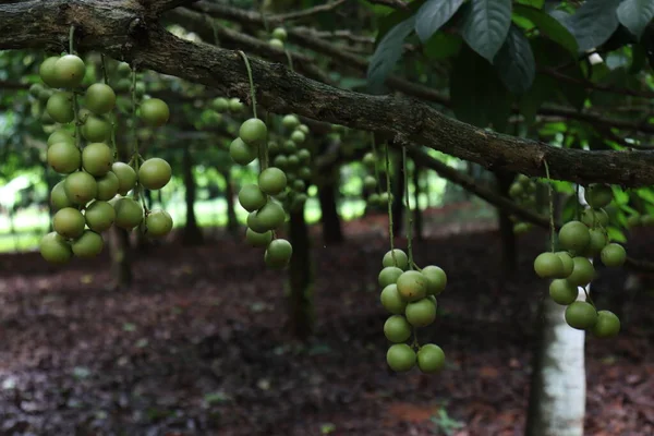 Ağaç ve Hasat İçin Lezzetli Baccaurea motleyana