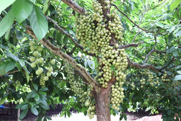 Smaczne Baccaurea Motleyana Drzewie Zbiory — Zdjęcie stockowe