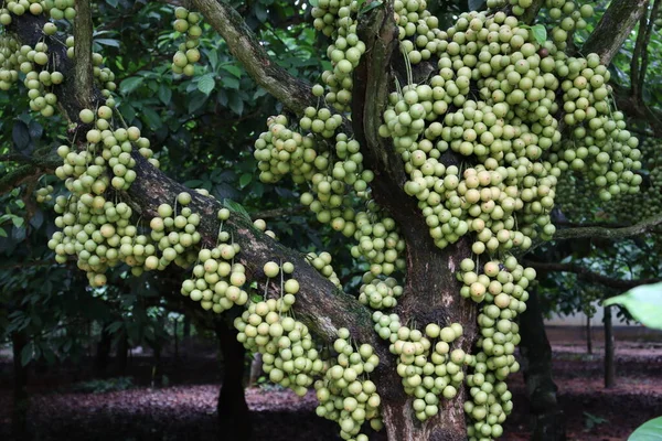 Smaczne Baccaurea Motleyana Drzewie Zbiory — Zdjęcie stockowe