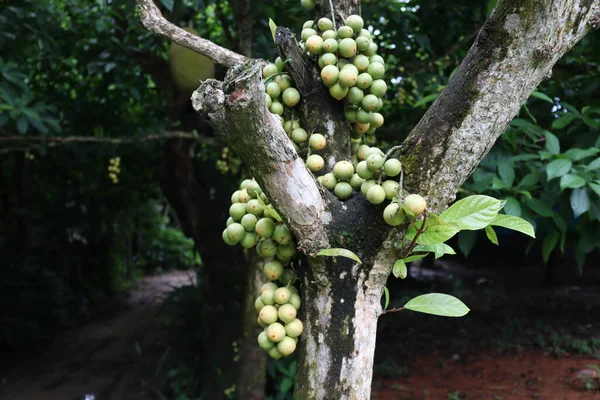 Tasty Baccaurea Motleyana Tree Harvest — Stock Photo, Image