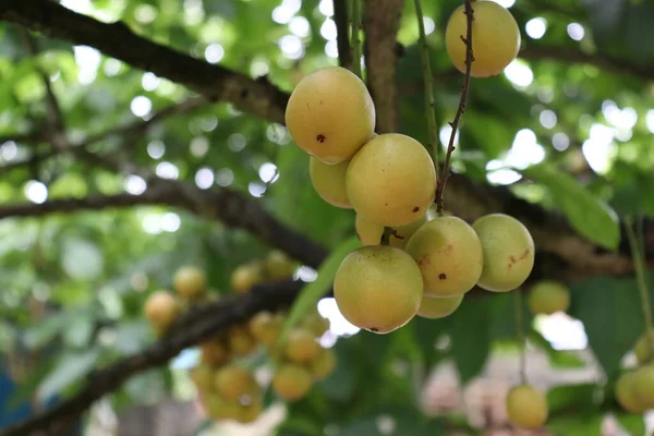 Ağaç ve Hasat İçin Lezzetli Baccaurea motleyana