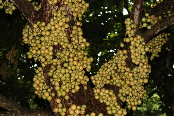 Tasty Baccaurea Motleyana Tree Harvest — Stok Foto
