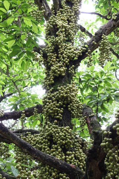 Ağaç ve Hasat İçin Lezzetli Baccaurea motleyana