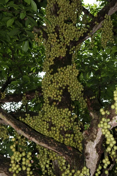 Ağaç ve Hasat İçin Lezzetli Baccaurea motleyana