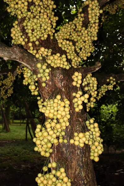 収穫のための木の上のおいしいバカウレアMotleyana — ストック写真