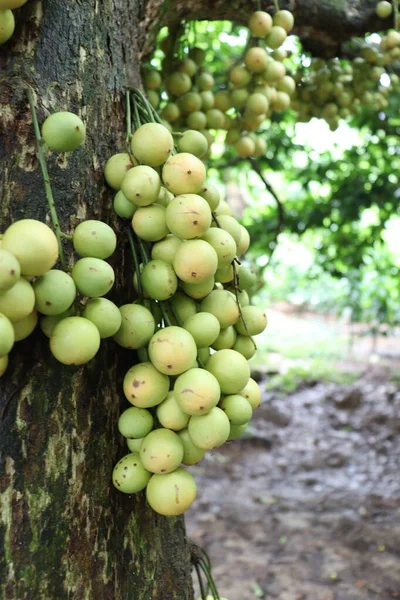 Ağaç ve Hasat İçin Lezzetli Baccaurea motleyana