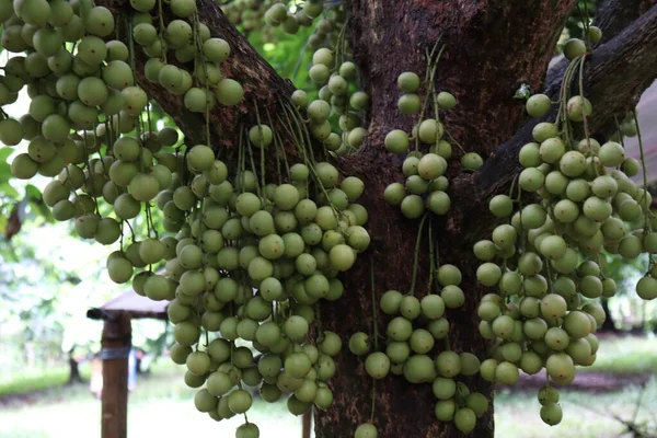 Tasty Baccaurea Motleyana Tree Harvest — Stock Photo, Image