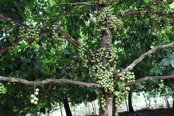 Tasty Baccaurea Motleyana Tree Harvest — Stock Photo, Image