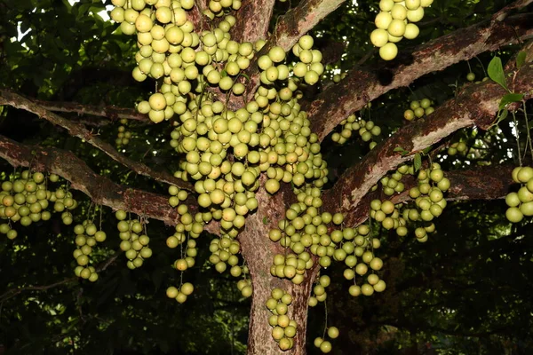 Ağaç ve Hasat İçin Lezzetli Baccaurea motleyana