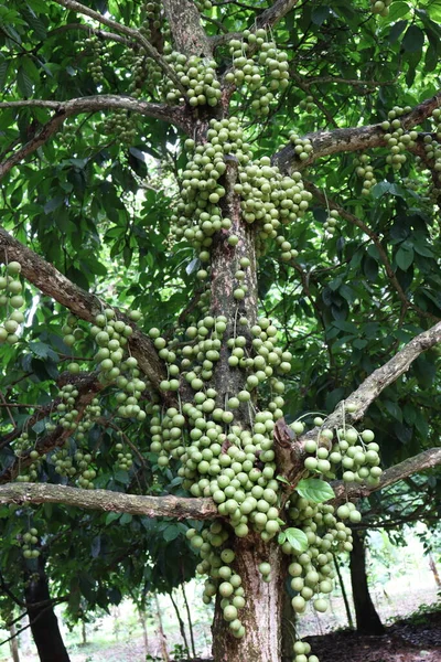 Smaczne Baccaurea Motleyana Drzewie Zbiory — Zdjęcie stockowe