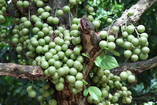 Ağaç ve Hasat İçin Lezzetli Baccaurea motleyana