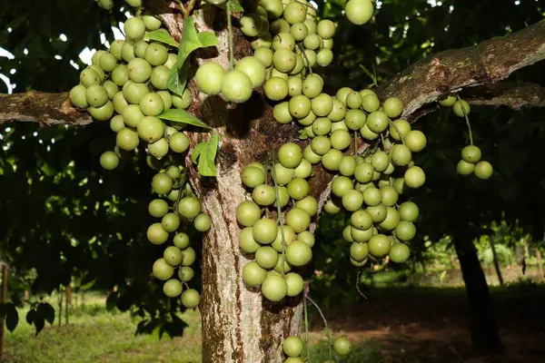 Ağaç ve Hasat İçin Lezzetli Baccaurea motleyana