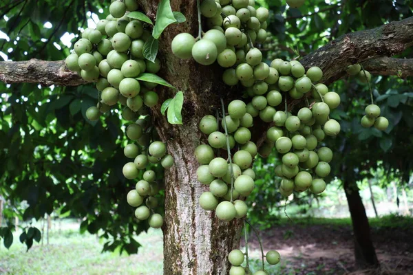 Ağaç ve Hasat İçin Lezzetli Baccaurea motleyana