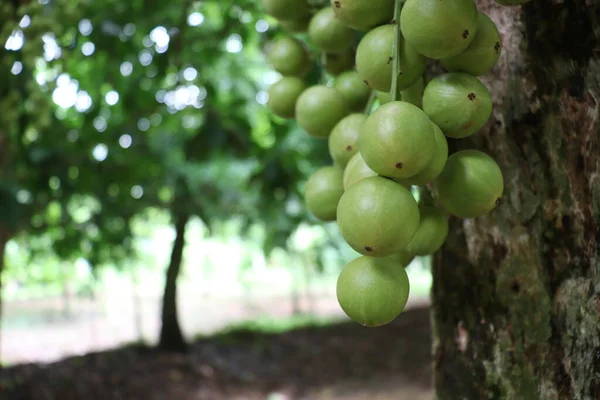 Ağaç ve Hasat İçin Lezzetli Baccaurea motleyana