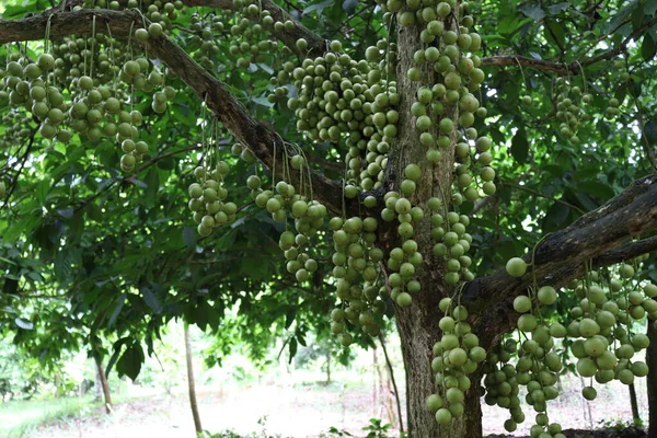 収穫のための木の上のおいしいバカウレアMotleyana — ストック写真