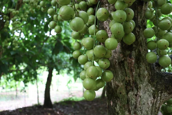 Lekkere Baccaurea Motleyana Boom Voor Oogst — Stockfoto