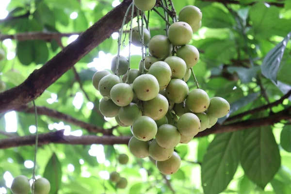 Ağaç ve Hasat İçin Lezzetli Baccaurea motleyana
