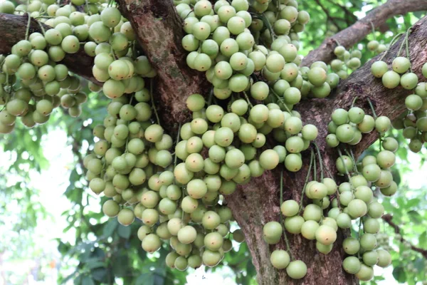 Ağaç ve Hasat İçin Lezzetli Baccaurea motleyana
