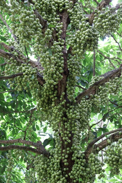 Ağaç ve Hasat İçin Lezzetli Baccaurea motleyana