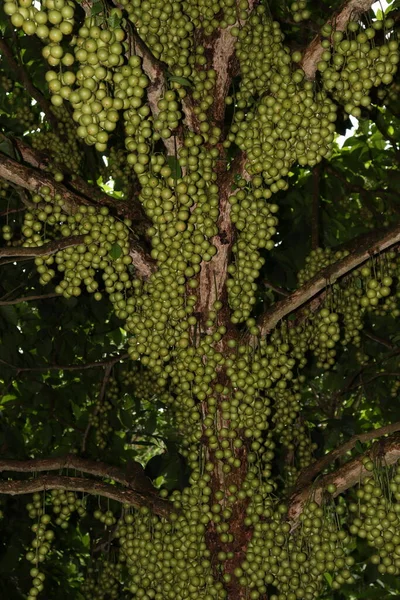 Νόστιμη Baccaurea Motleyana Στο Δέντρο Για Συγκομιδή — Φωτογραφία Αρχείου