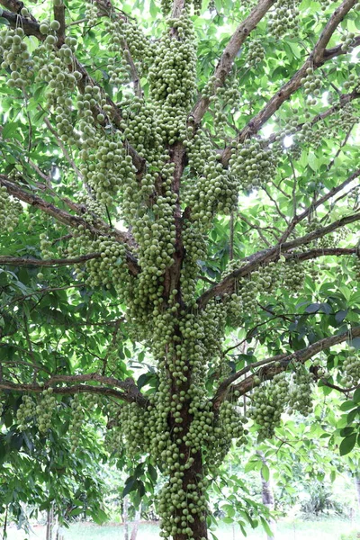 Ízletes Baccaurea Motleyana Betakarítás — Stock Fotó