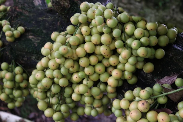 Lekkere Baccaurea Motleyana Boom Voor Oogst — Stockfoto