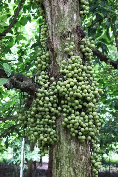 Ağaç ve Hasat İçin Lezzetli Baccaurea motleyana