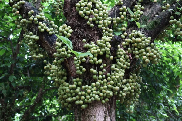 Ağaç ve Hasat İçin Lezzetli Baccaurea motleyana