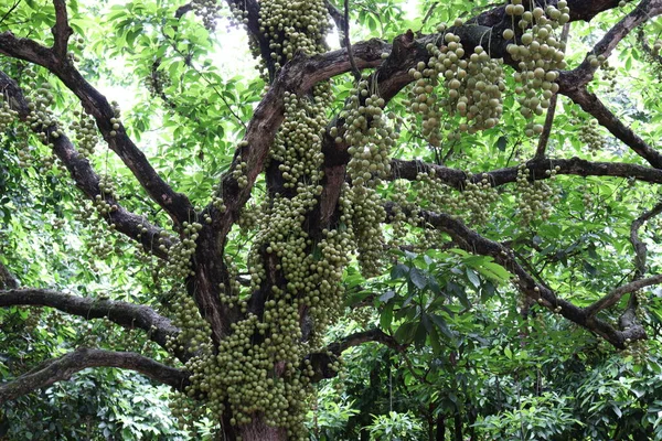 Ağaç ve Hasat İçin Lezzetli Baccaurea motleyana