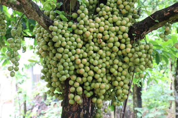 Ağaç ve Hasat İçin Lezzetli Baccaurea motleyana