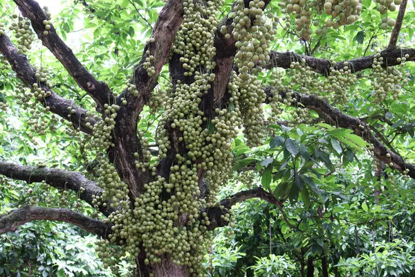 Ağaç ve Hasat İçin Lezzetli Baccaurea motleyana