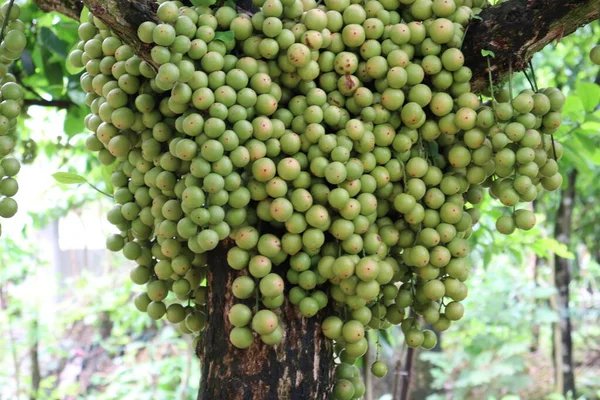 Savoureux Baccaurea Motleyana Sur Arbre Pour Récolte — Photo